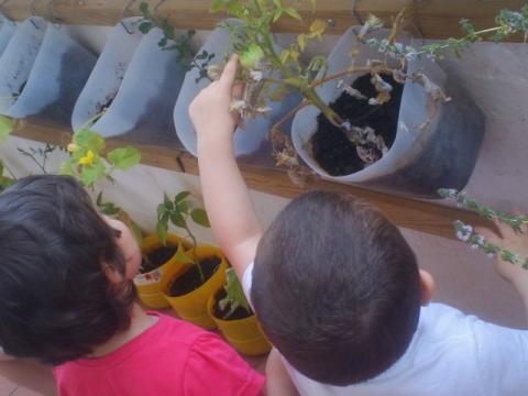 As plantas estão ao alcance das crianças. Podem tocar, cheirar e observar. Apesar da idade, tem sido surpreendente a atitude de cuidado, respeito e compreensão da sensibilidade e fragilidade das plantas.