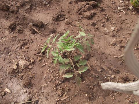 Inicio da Plantação - tomateiros
