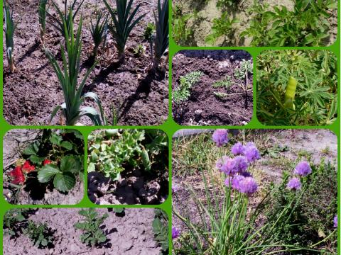 Que variedade! A nossa horta tem favas, ervilhas, alfaces, batatas, alho francês, tomates, cenouras, cebolinho, tremoços, salsa, hortelã, coentros ... e vai ter mais andamos a plantar e semear com afinco.