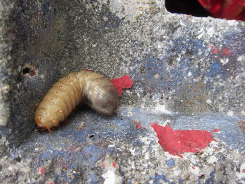 um dos seres vivos encontrados no compostor- larva de escaravelho, foi retirada para estudo do ciclo de vida (metamorfose)