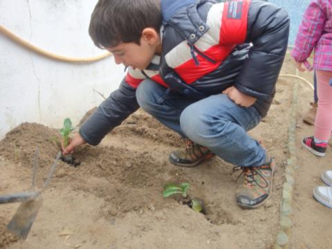 Plantar as couves - Depois da explicação das culturas de inverno, os alunos plantaram as couves: brócolos, couve-flor e couve portuguesa.