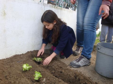 Os alunos plantaram as alfaces.