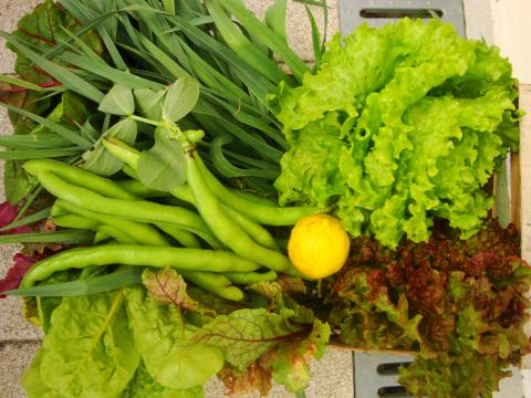 Esta é a nossa caixa com os legumes da horta!