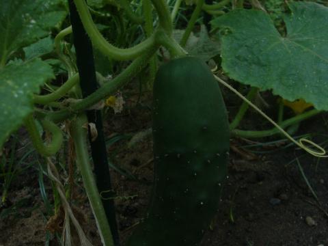Observámos o crescimento dos nossos legumes - o pepino.