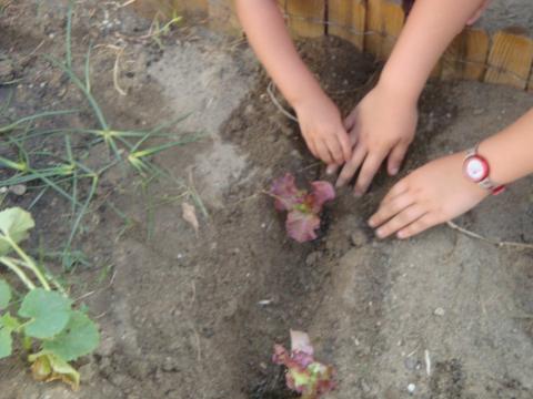 Plantámos alfaces lisas e roxas e beterrabas.