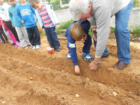 Quando os alunos semearam as ervilhas e as favas contaram com a ajuda imprescindível do senhor Porteiro da escola.