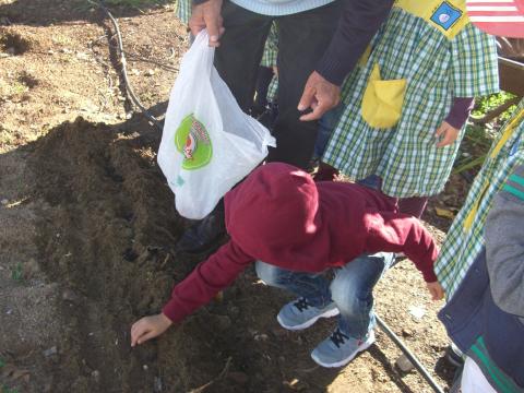 Os meninos do pré-escolar plantam grão.