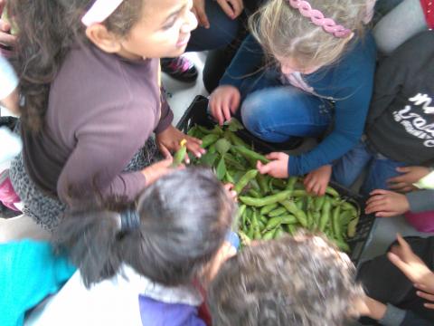 As favas renderam uma caixa e os alunos ficaram muito entusiasmados com a sua colheita.