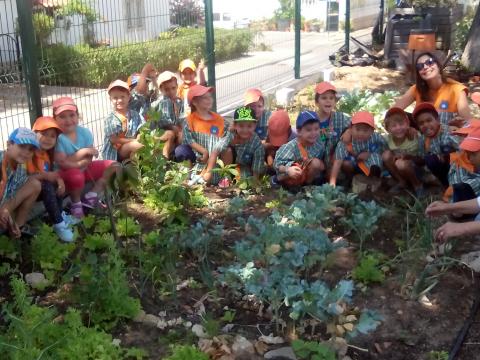 Um grupo de meninos do pré-escolar encontra-se junto das suas plantações: alface, repolho, alho francês...