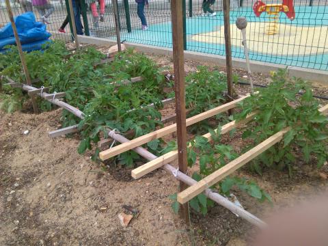 A plantação de tomates.