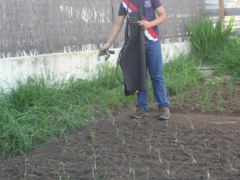 Plantação de cebolas
