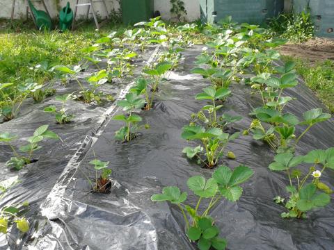 Plantação morangueiros