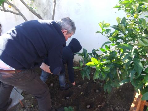 Os meninos da sala dos Galarós (jardim de infância) foram plantar as batatas com a ajuda de um dos avôs.