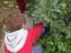 Manuel de 5 anos a apanhar favas