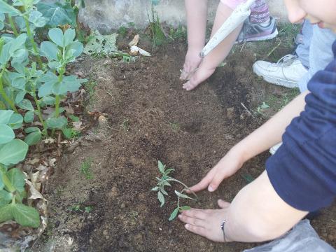 Plantação de tomateiros de coração de boi na horta 2