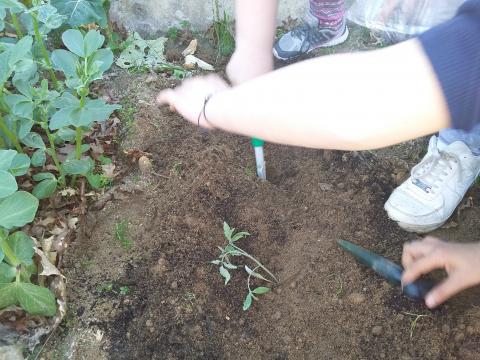 Plantação de tomateiros de coração de boi na horta 1