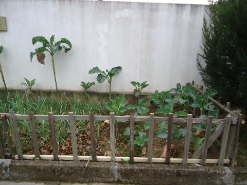 Secção da horta 1