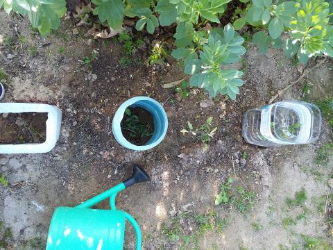 Tomateiros na horta 1 - com uma protecção para controlar a temperatura e evitar os caracóis.