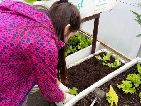 Os alunos da Educação Especial na estufa a plantar alfaces. 1