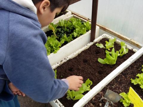 Os alunos da Educação Especial na estufa a plantar alfaces. 2