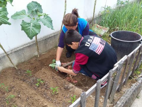 Aluno a ajudar a plantar couve-flor e bróculos. 1
