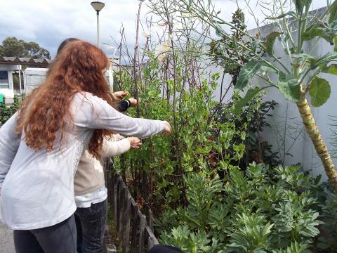 A colheita de ervilhas pelos alunos na horta. 2