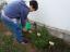 Aluno ajudou a plantar uma limonte no canteiro aromático. 2