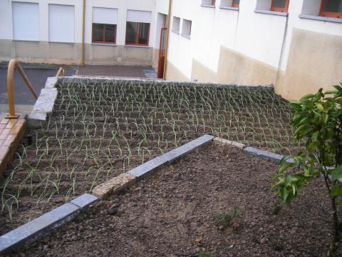 Plantação de cebolo num dos canteiros.