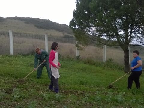 Preparação do terreno para a sementeira de ervilhas