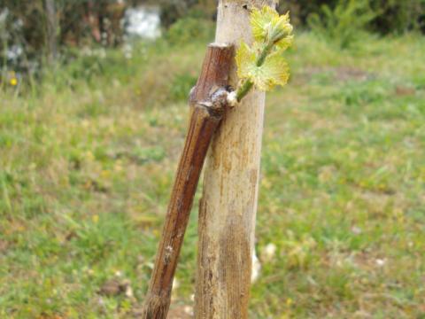 No mês de março plantámos diversas videiras de uva de mesa.