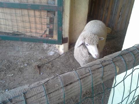 A nossa ovelha