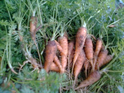 Na nossa horta também colhemos cenouras.