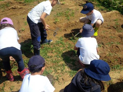 Continuação do trabalho de preparação do solo para a plantação das melancias pela turma do 1º ano de escolaridade