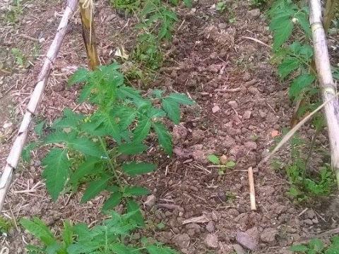 Tomateiros (pormenor das plantas)