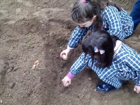 Plantação de batatas.