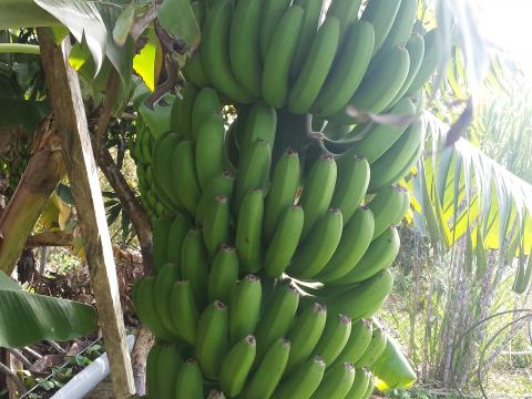 Bananeiras