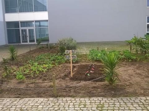 Mais uma vista geral da horta biológica da Escola Básica Frei João de Vila do Conde.