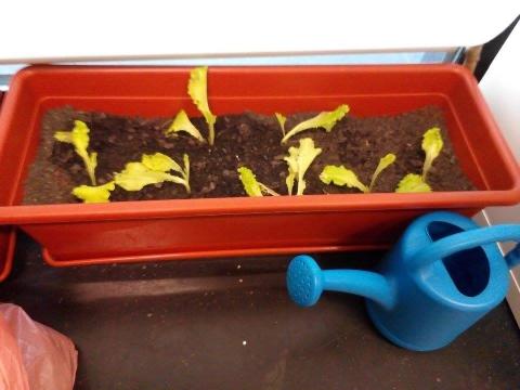 Os alunos da Unidade de Ensino Estruturado do Agrupamento de Escolas Dr. Azevedo Neves  plantaram morangueiros e alfaces.