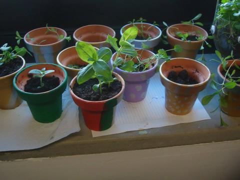 Os alunos do Clube das Ciências e do Conhecimento do nosso Agrupamento decoraram vasos de barro. Os alunos plantaram nos vasos flores e ervas aromáticas.