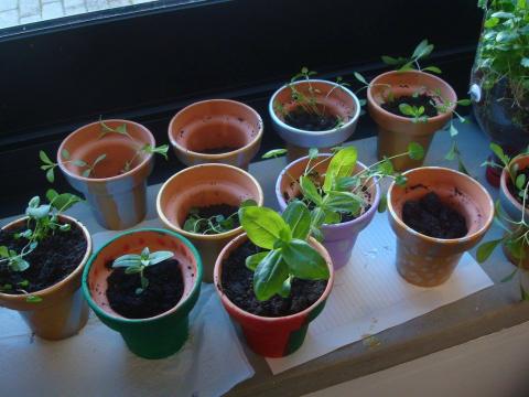 As sementes de flores e ervas aromáticas que os alunos do Clube das Ciências e do Conhecimento do nosso Agrupamento plantaram no dia 2 de fevereiro de 2016 já começaram a crescer.