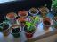 Os alunos do Clube das Ciências e do Conhecimento do nosso Agrupamento decoraram vasos de barro. Os alunos plantaram nos vasos flores e ervas aromáticas.