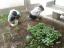 Os alunos fazem a manutenção da horta