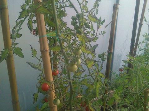 Estufa - Tomate cereja