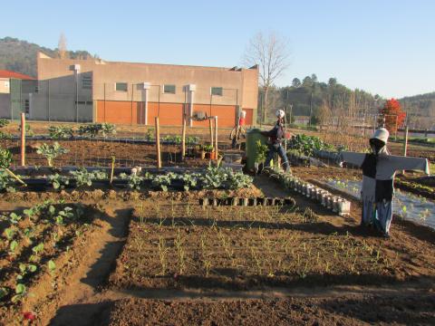 Hortas prontas, plantação e cultivo - meados do 1º e início do 2º período