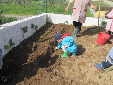 Plantar couves e semear batatas