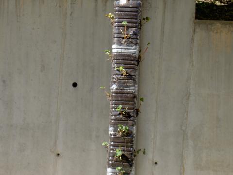 Horta Vertical
Plantação de morangueiros