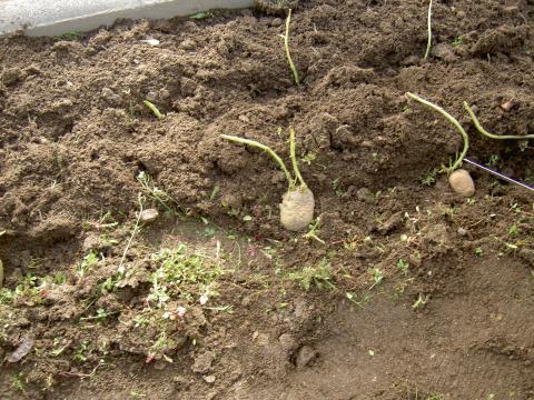 Plantação de batatas