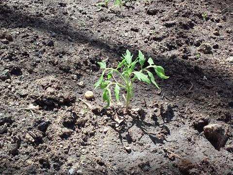 Agora plantamos tomateiros para termos tomate para as nossas saladas.