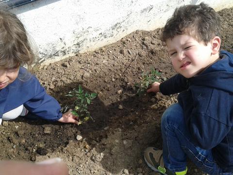 Plantámos os nossos tomates!