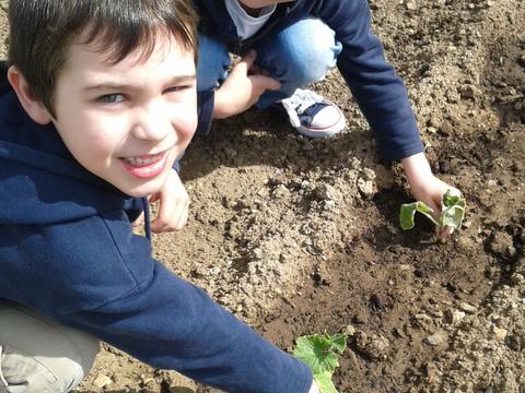 Plantámos os nossos pepinos!
